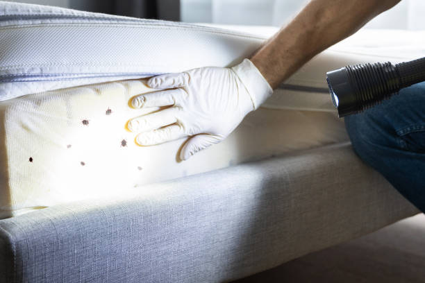Best Flea Control Services  in Weber City, VA
