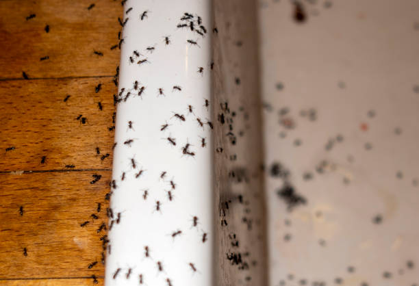 Best Affordable Pest Control Services  in Weber City, VA