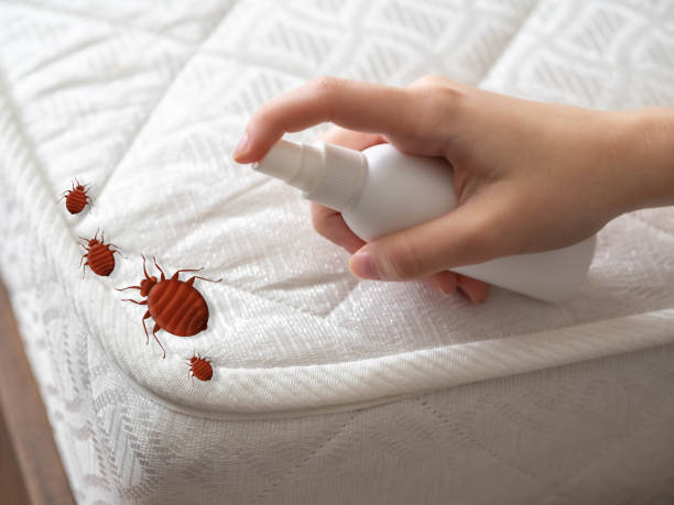 Best Pest Control Near Me in Weber City, VA