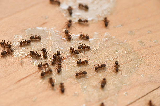 Pest Prevention Services in Weber City, VA