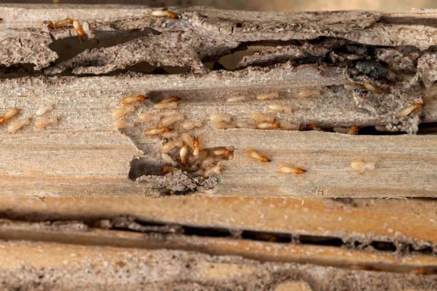Wasp Removal Services in Weber City, VA